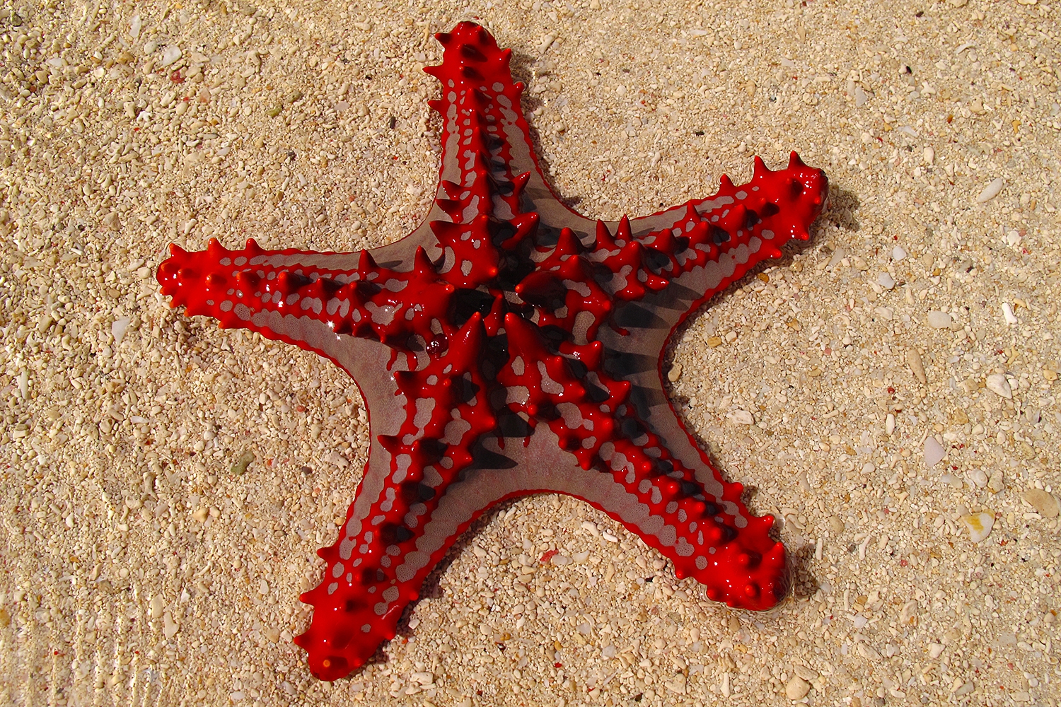 Mořská hvězda, Anakao, jihozápadní Madagaskar
